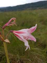 Hippeastrum breviflorum