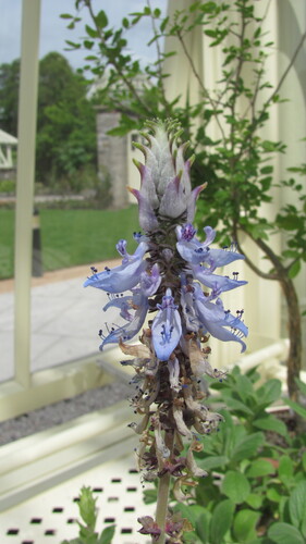 Plectranthus ornatus iNat (2)