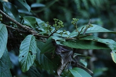 Aidia pycnantha, photograph author not stated, no rights reserved