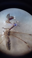 Paramantispa prolixa