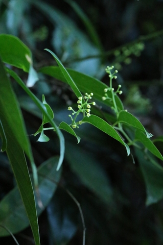 Sabia limoniacea, photograph 6