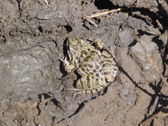 Leptodactylus latinasus
