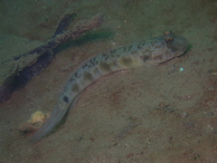 Frogface Goby photo 3