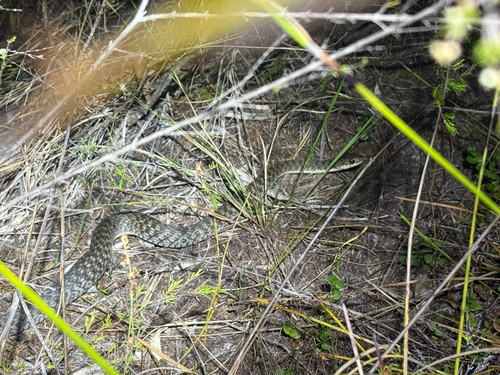 Common keelback sighting