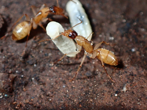 Camponotus inverallensisCamponotus inverallensis