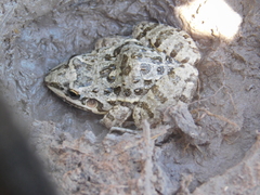 Leptodactylus latinasus