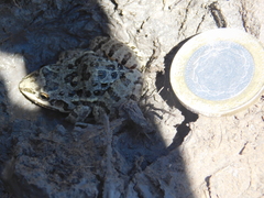 Leptodactylus latinasus