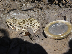 Leptodactylus latinasus