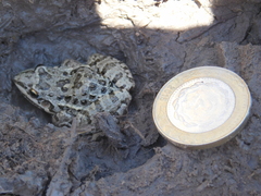 Leptodactylus latinasus