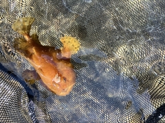 Hairy Frogfish