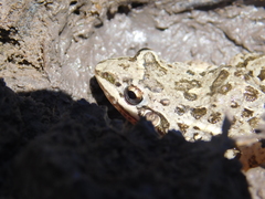 Leptodactylus latinasus
