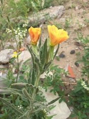 Oenothera mollissima