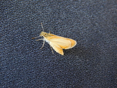 Ancyloxypha nitedula