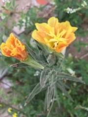 Oenothera mollissima