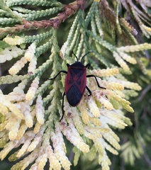 Largus rufipennis