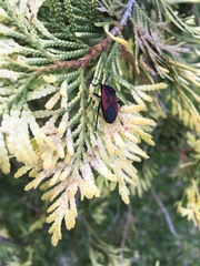 Largus rufipennis