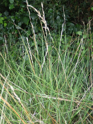 Brachypodium phoenicoides, photograph 4