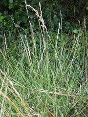 (c) Pere Barnola, some rights reserved (CC BY-SA) Brachypodium phoenicoides, photograph (c) Pere Barnola, some rights reserved (CC BY-SA)