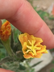 Oenothera mollissima