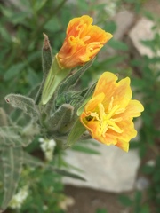 Oenothera mollissima