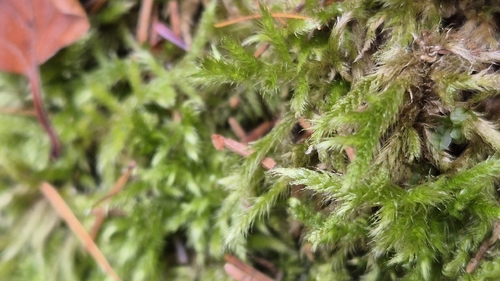 Brachythecium glareosum observed 2025-11-08