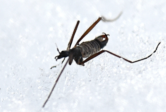 Snow Fly