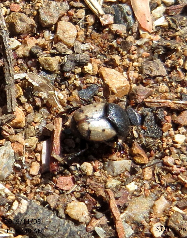 Chalcoderus graphicus