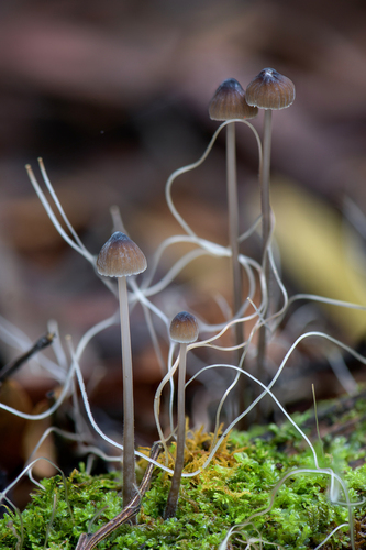 Mycena cystidiosa (G.Stev.) E.Horak