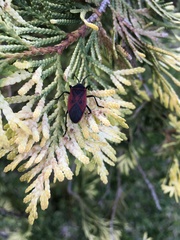 Largus rufipennis