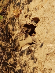Cynanthus latirostris