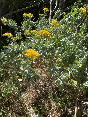 Senecio halimifolius, photograph 6