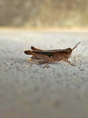 Orthoptera