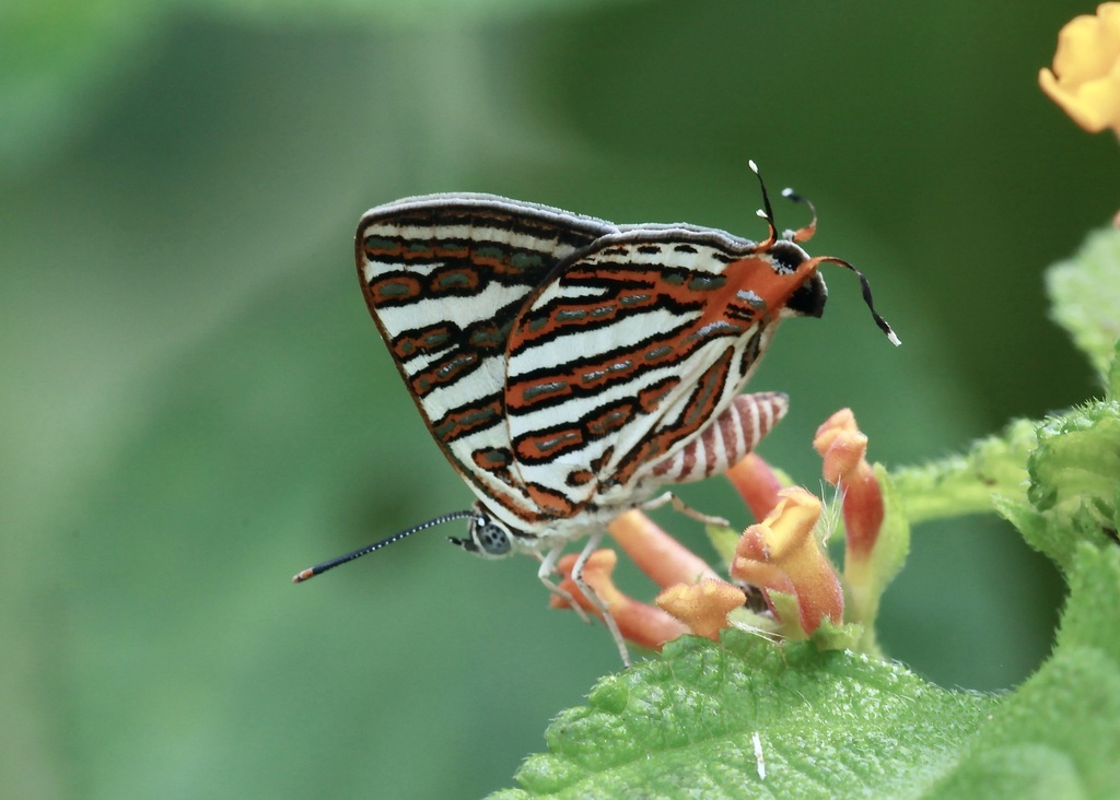 Common Silverline