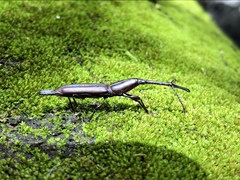 Nemocephalus monilis