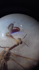 Paramantispa prolixa