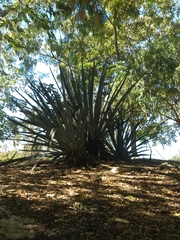 Agave