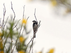 Microspingus torquatus