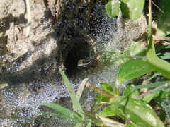 Diapontia