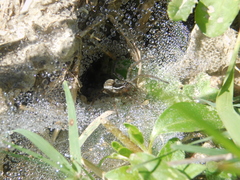 Diapontia