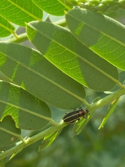 Eudiagogus episcopalis