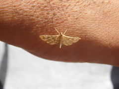 Nomophilini