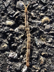 Arthrorhabdus pygmaeus