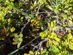 Conognatha