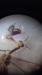 Paramantispa prolixa