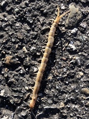 Arthrorhabdus pygmaeus