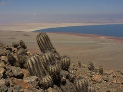 Copiapoa atacamensis