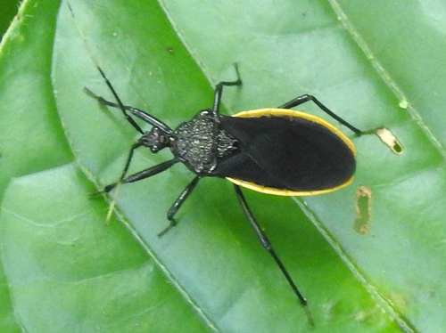 Rhiginia amazona