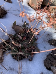 Eriogonum wootonii