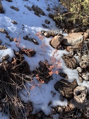 Eriogonum wootonii
