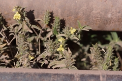 Tetramerium